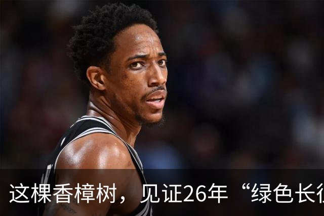 这棵香樟树，见证26年“绿色长征”